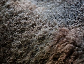 Как почистить шерстяной ковер